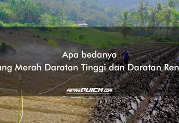 Apa Bedanya Bawang Merah Daratan Tinggi dan Daratan Rendah?