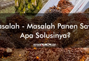 Masalah-masalah Pemanenan Sawit Apa Solusinya?