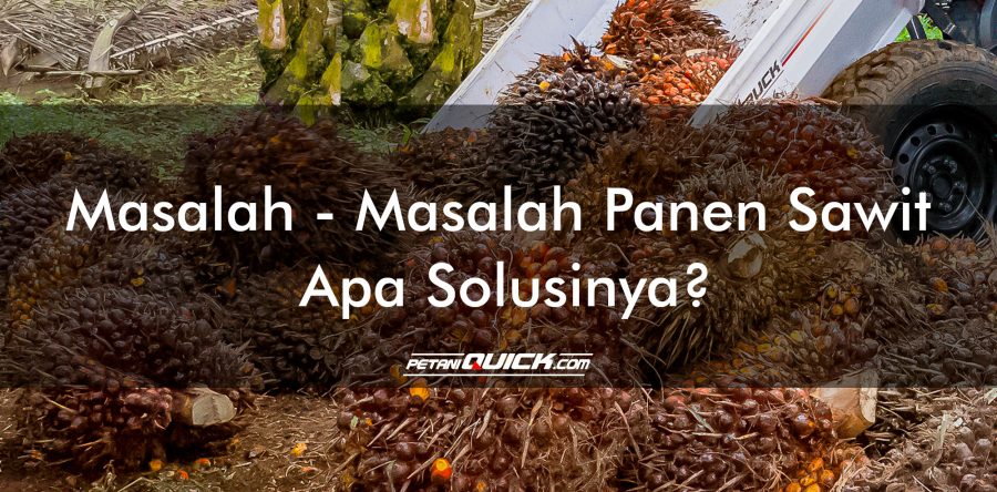 Masalah – Masalah Pemanenan Sawit <br/> Apa Solusinya?