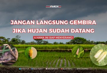 Jangan Langsung Gembira Jika Hujan Sudah Datang | 4 HAMA INI SIAP MENYERANG