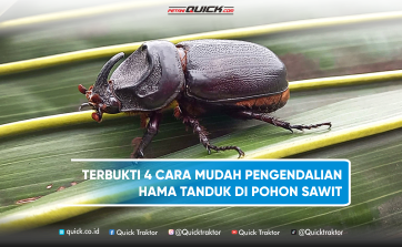 4 Cara Mudah Pengendalian Hama Tanduk di Pohon Sawit