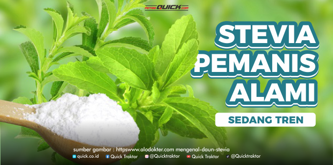 Stevia Pemanis Alami yang Sedang Tren