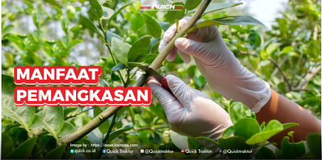 Manfaat Pemangkasan pada Batang Tumbuhan