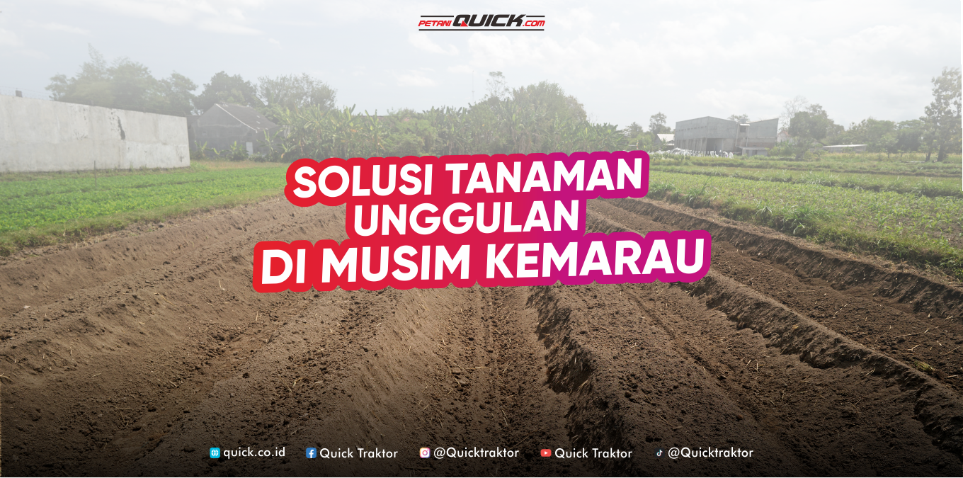 Solusi Tanaman Unggulan Di Musim Kemarau