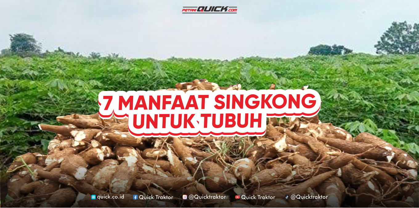 7 Manfaat Luar Biasa Si Umbi