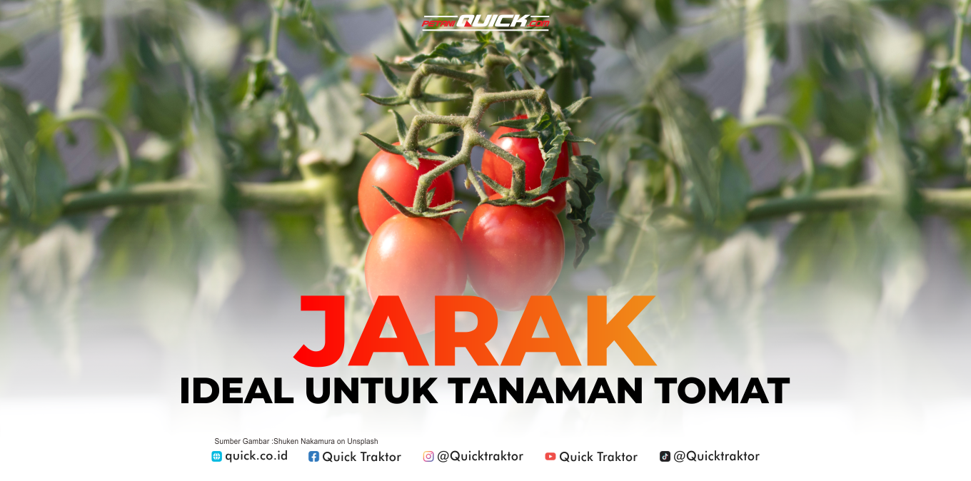 Jarak Tanam Ideal untuk Panen Melimpah