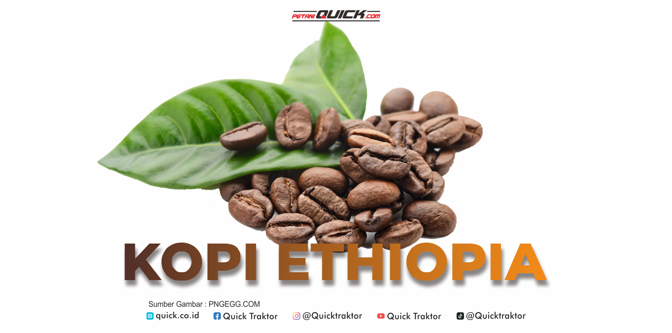 Perjalanan Kopi Legenda Ethiopia