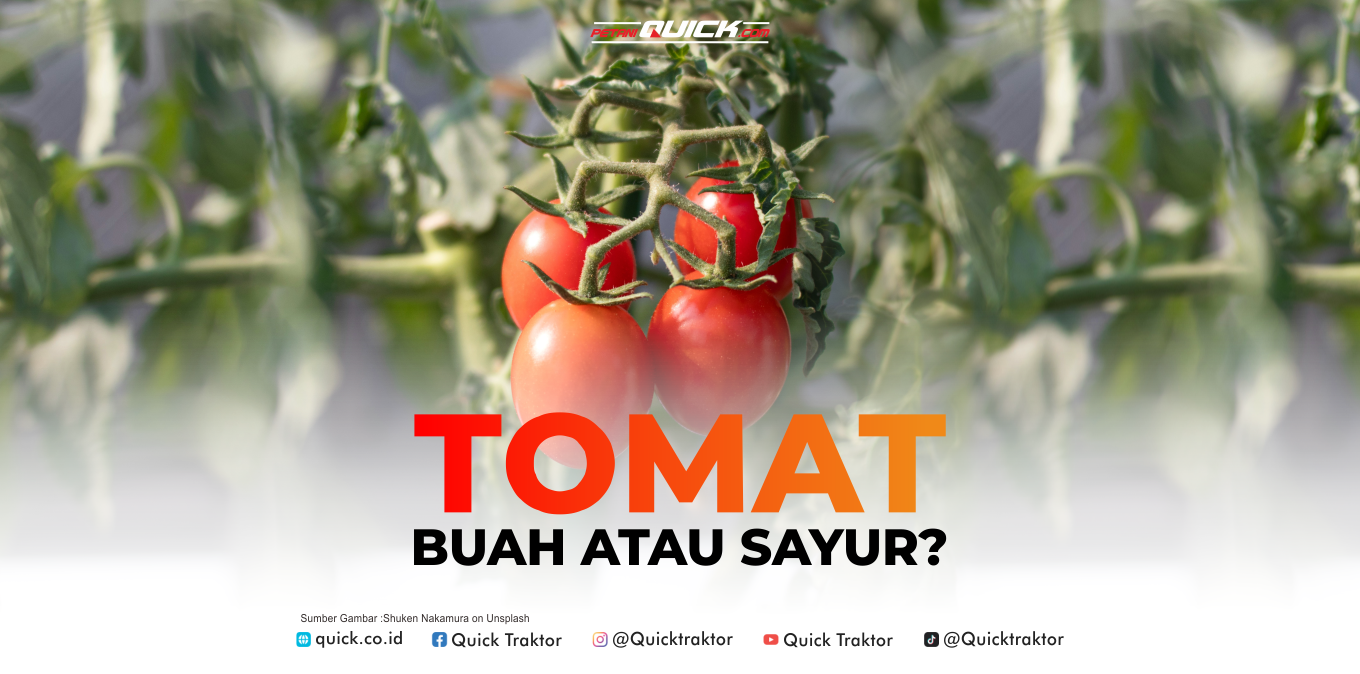 Si Merah Menggoda, Buah atau Sayur?