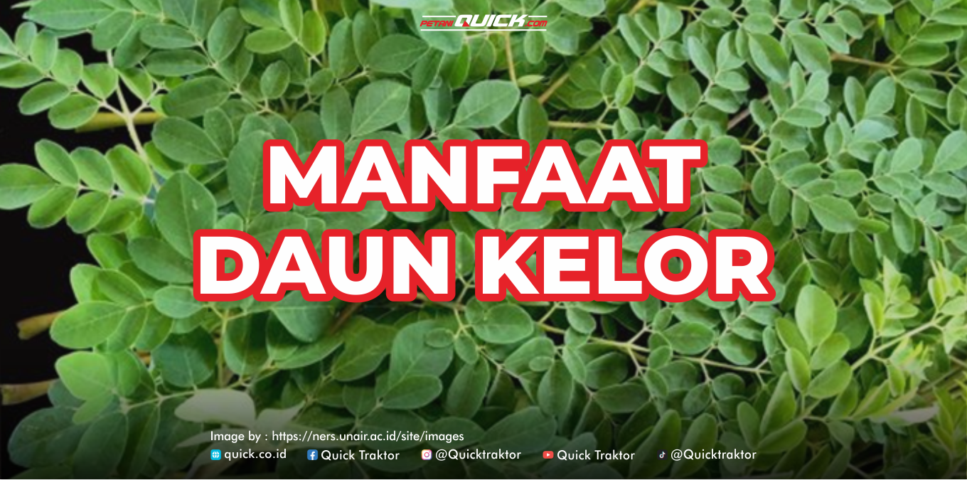 Daun Kelor, Si “Pohon Ajaib”