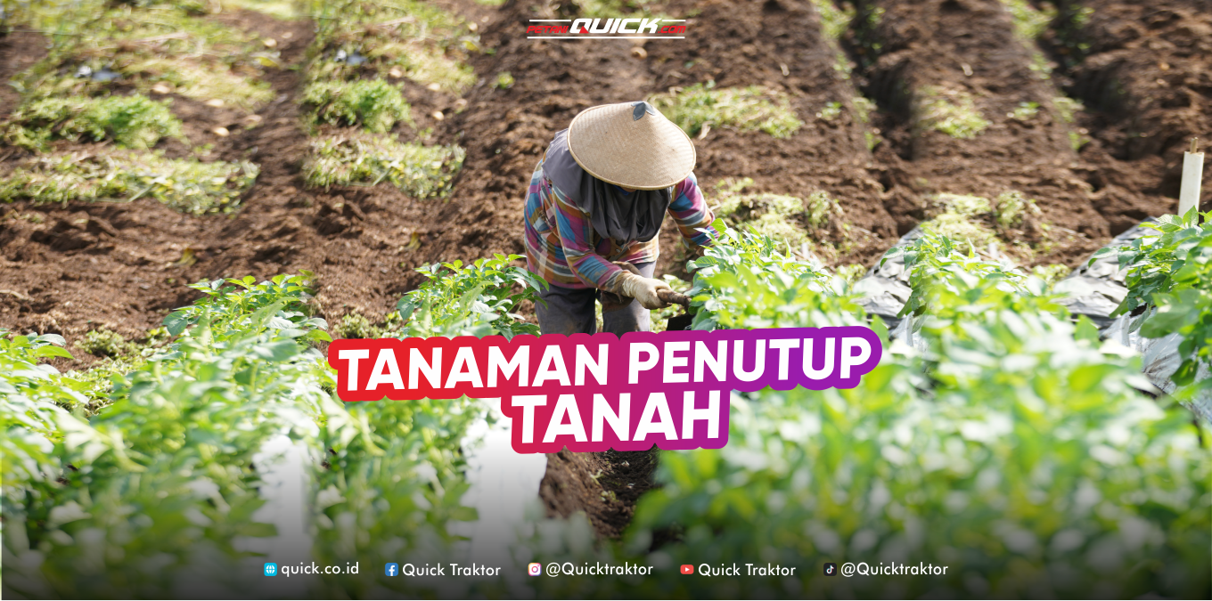 Tanaman Penutup Tanah