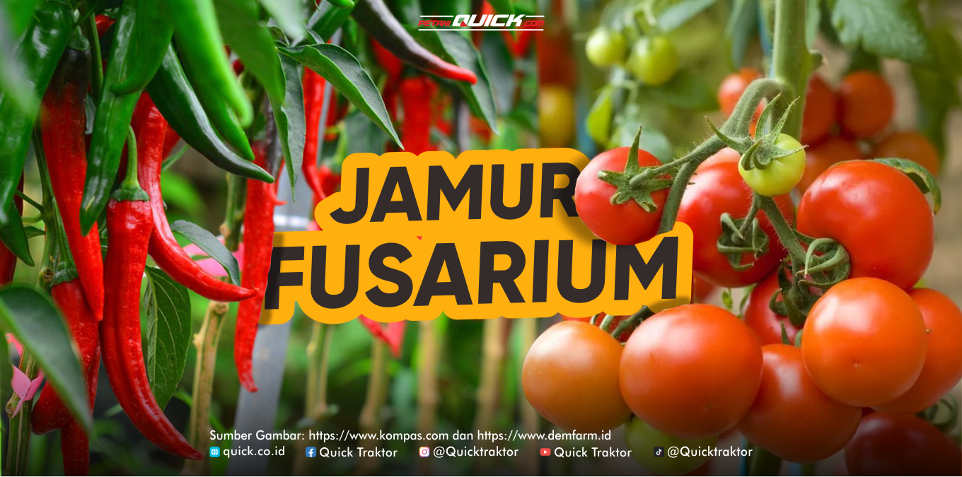Jamur Fusarium