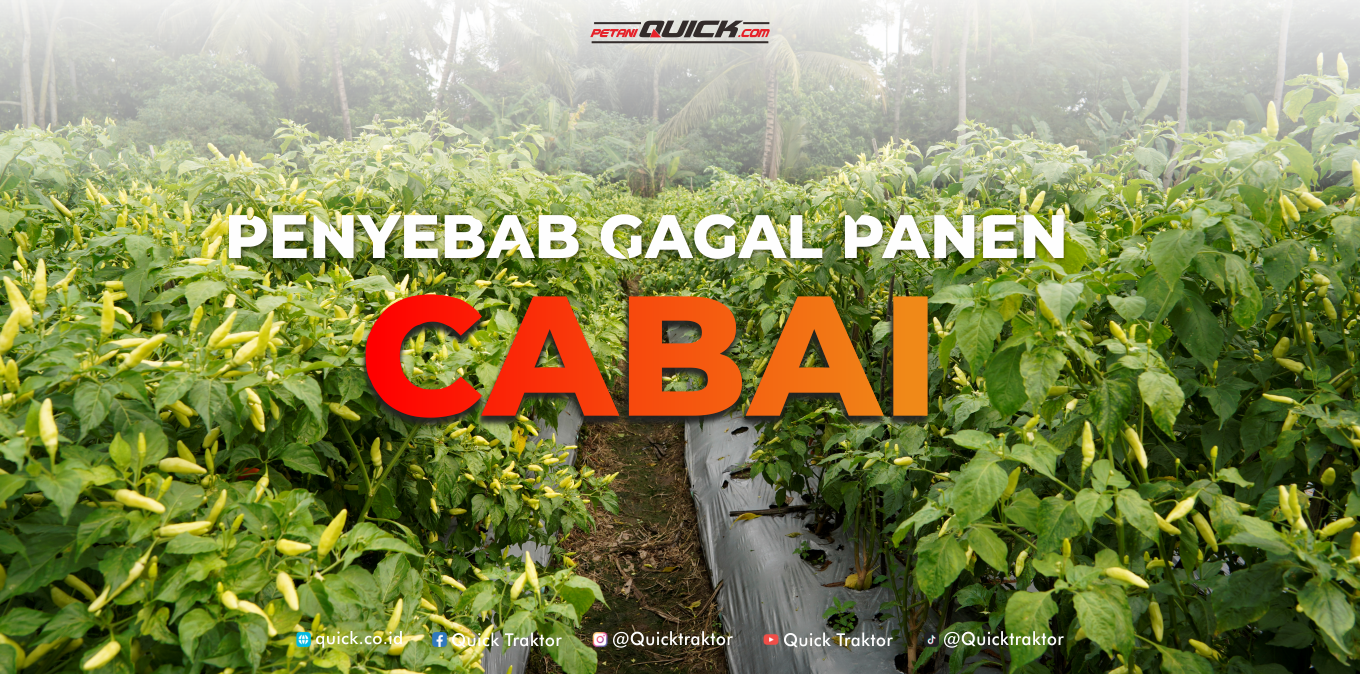 Ini yang Sering Buat Petani Gagal Panen Cabai
