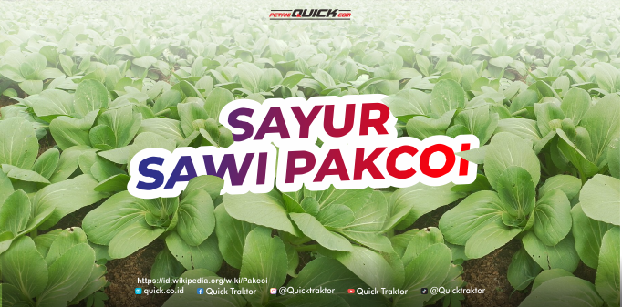 sawi pakcoy