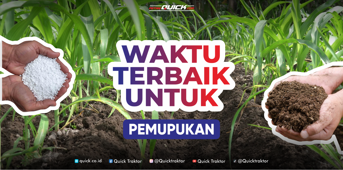Kapan Waktu Terbaik Memberi Pupuk Daun?