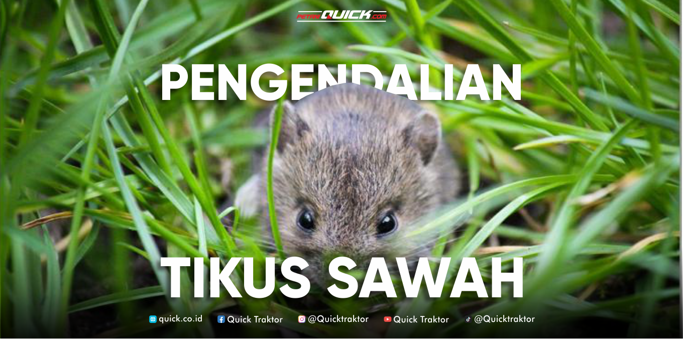 Pengendalian Tikus Sawah Pakai Tanaman Khusus!