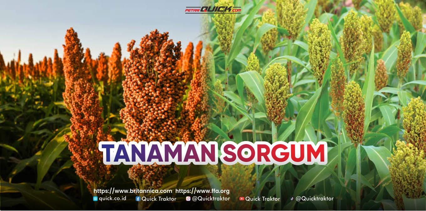 tanaman sorgum