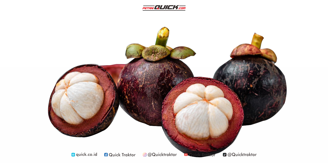 Manggis Indonesia Buah Terbaik Asia Tenggara!