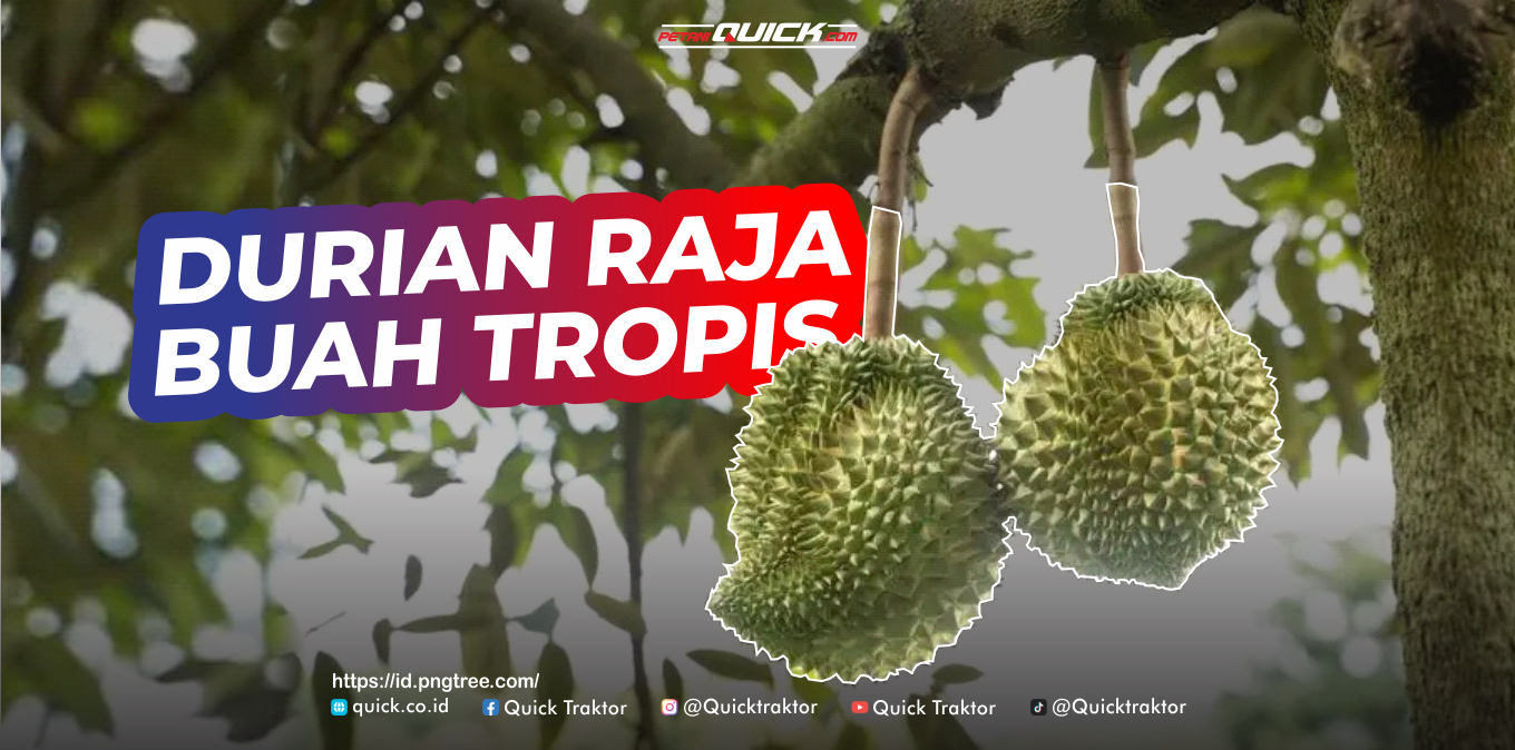 DURIAN