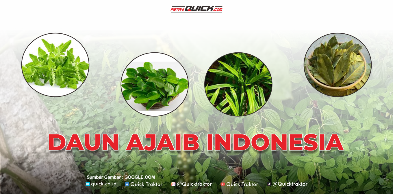 Daun-Daun Ajaib Indonesia