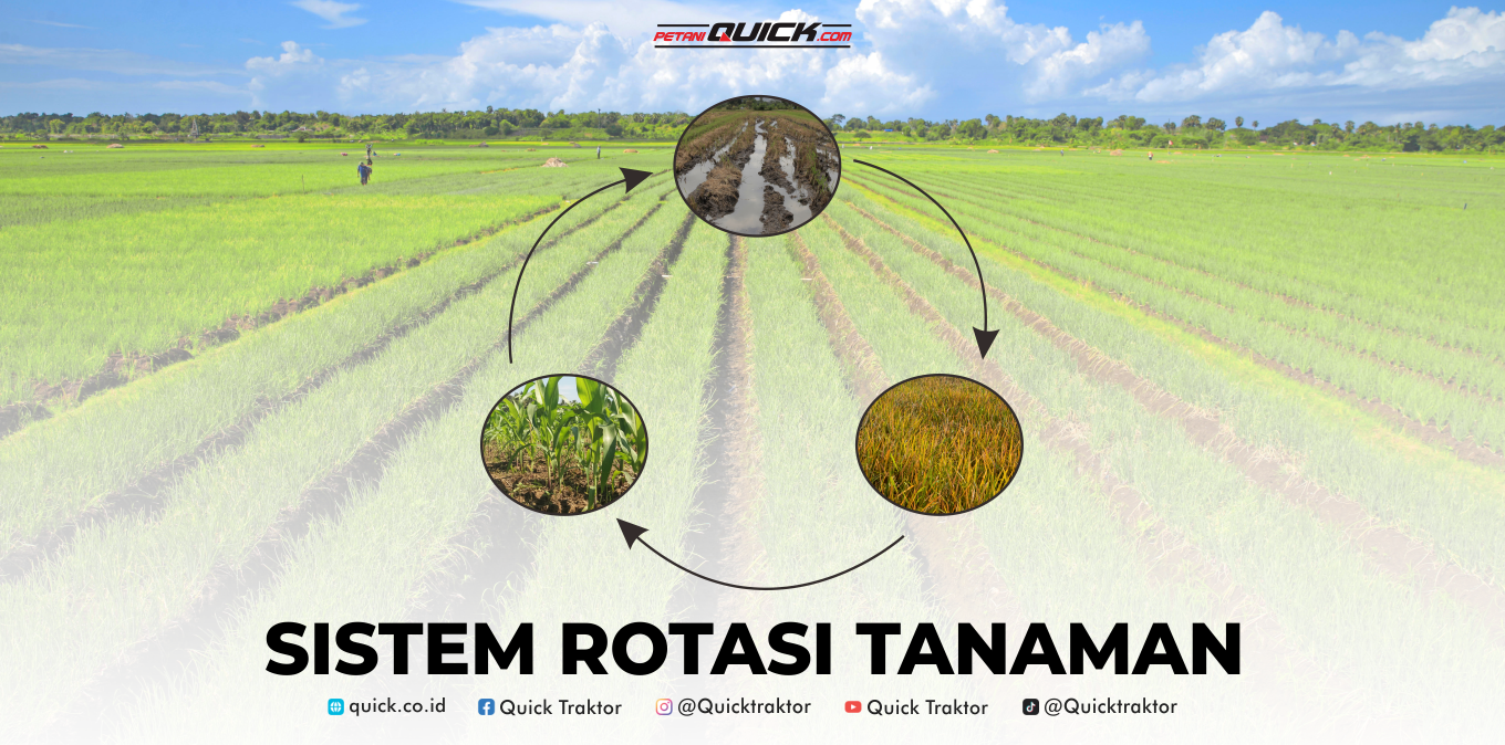 Mengapa Rotasi Tanaman Penting untuk Kesuburan Lahan?