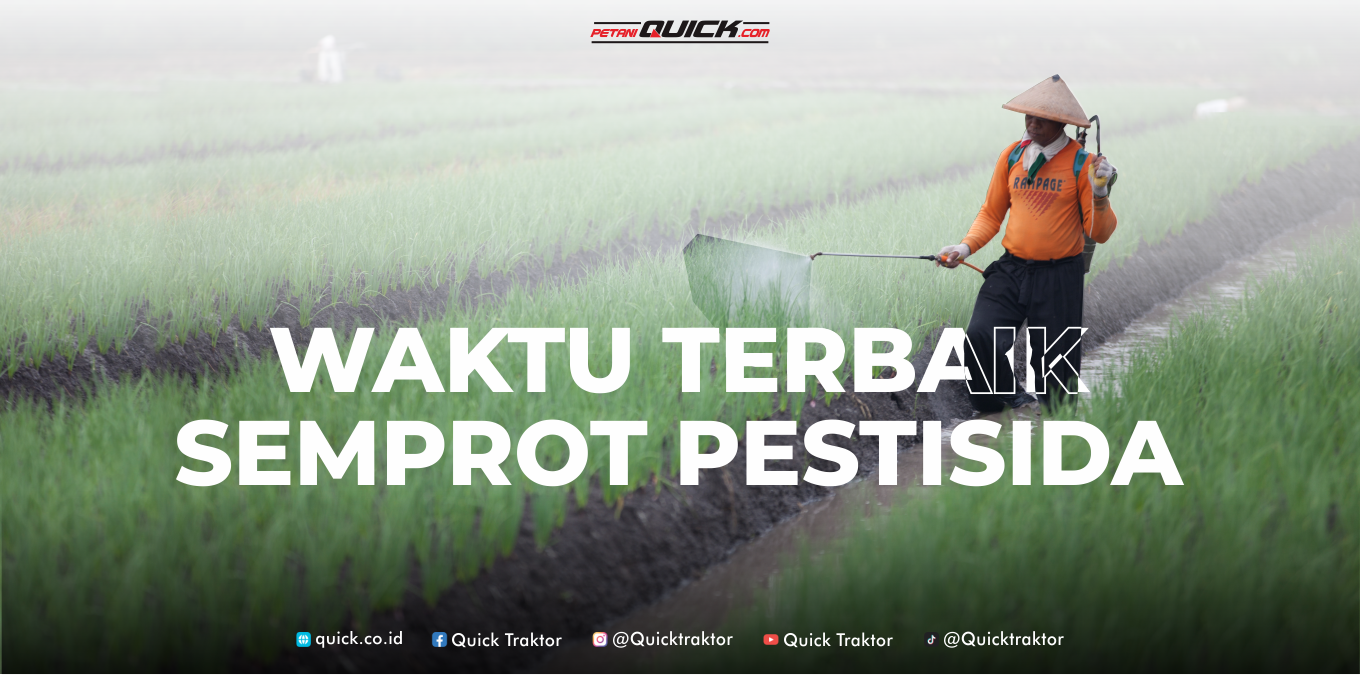 Waktu Terbaik Semprot Pestisida