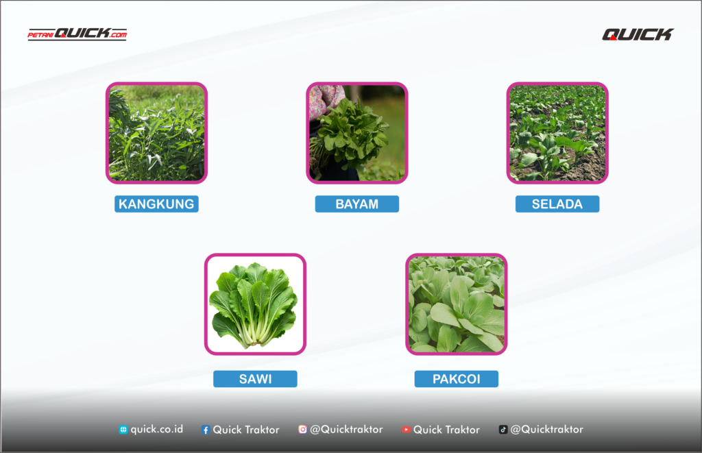 5 sayuran cepat panen