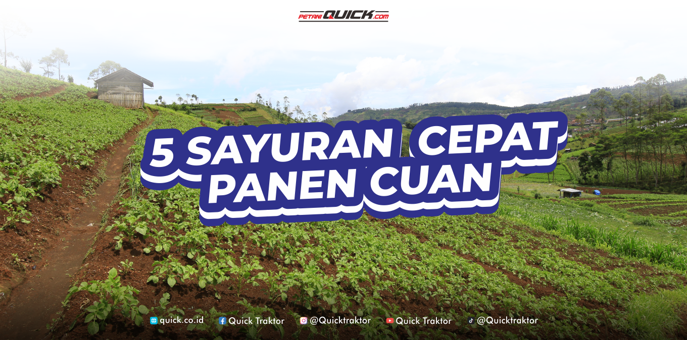 5 Jenis Sayuran Cepat Panen Peluang Cuan
