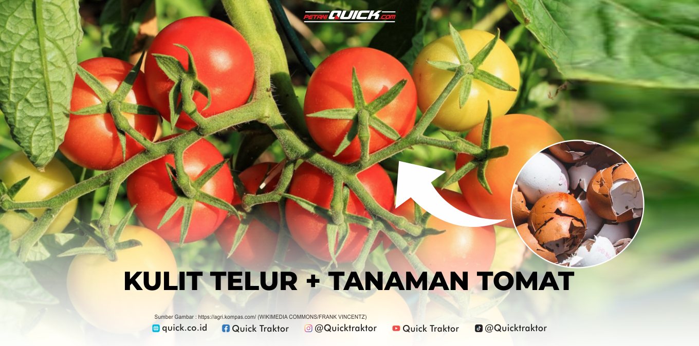 Kulit Telur Ternyata ‘Emas’ Bagi Tanaman Tomatmu!