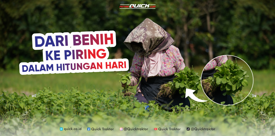 Dari Benih ke Piring dalam Hitungan Hari