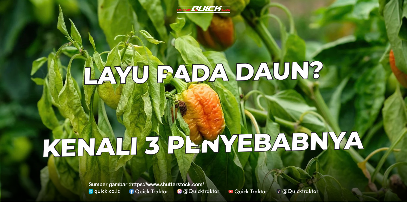 Tanaman Layu? Coba Cek 3 Hal Ini