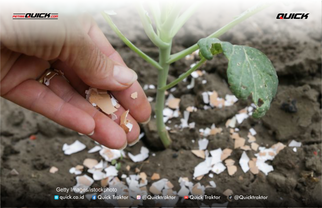 cangkang telur untuk tanaman
