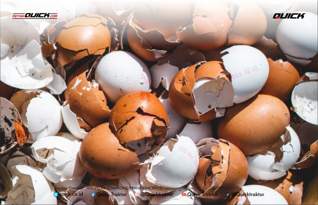 cangkang telur untuk tanaman