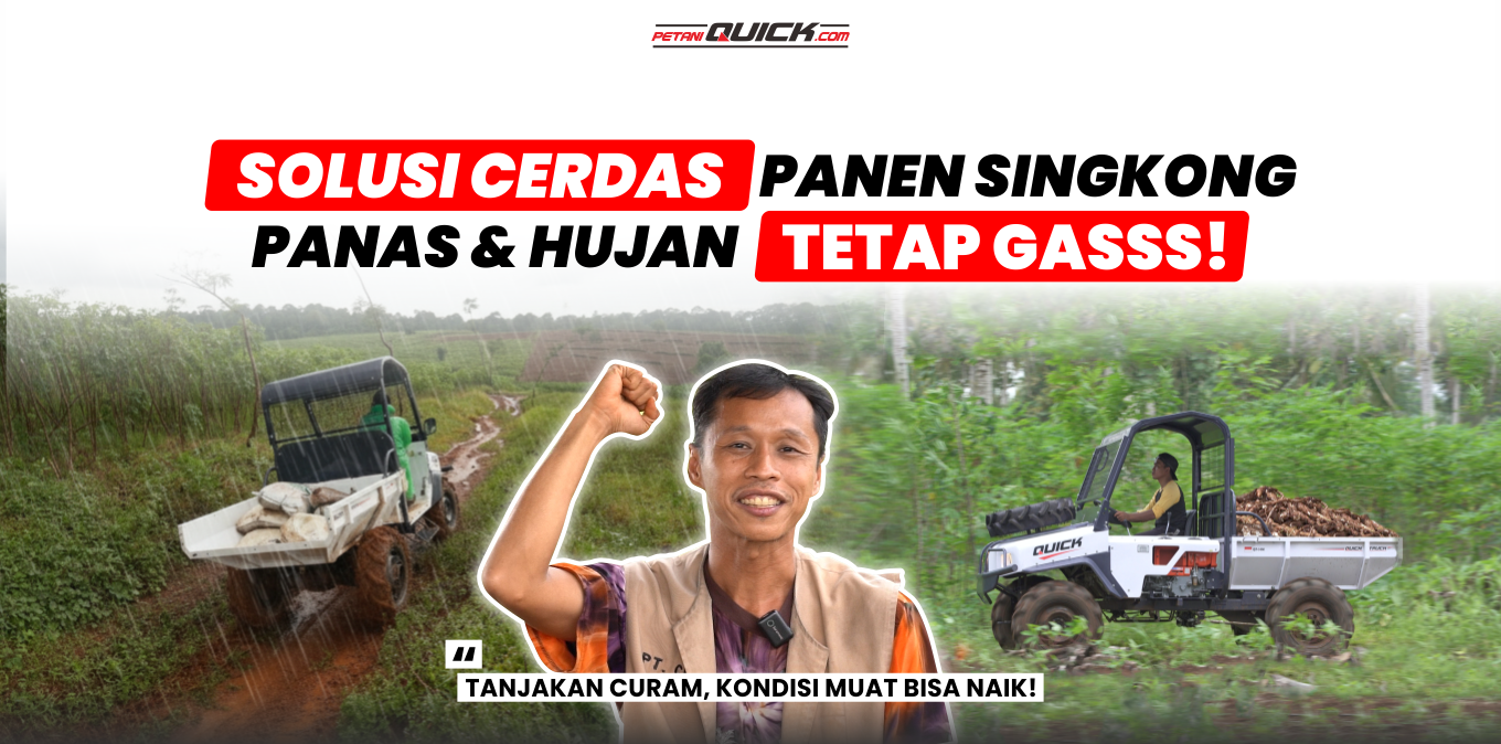 Mengubah Tantangan Panen Singkong Menjadi Keuntungan Berlipat