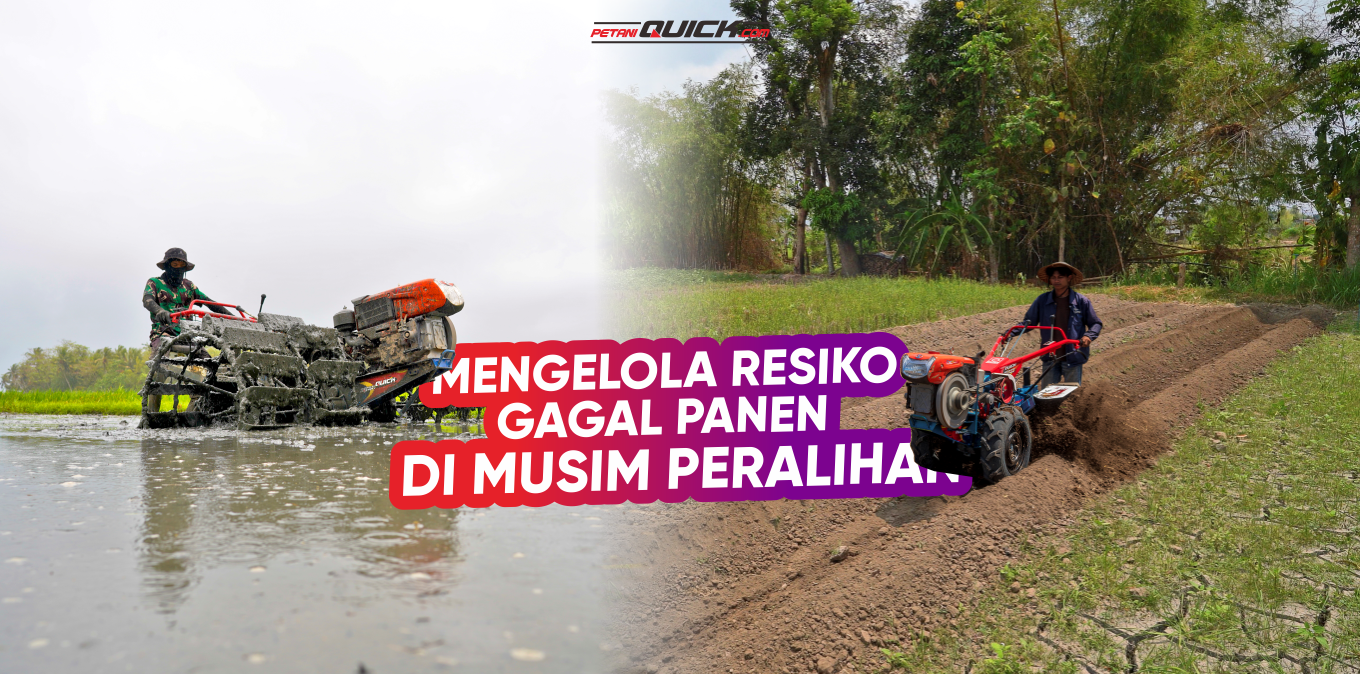 Mengelola Risiko Gagal Panen Musim Peralihan