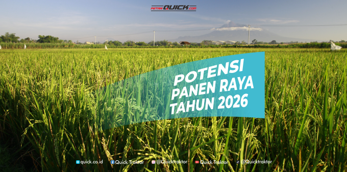 Potensi Panen Raya Padi Tahun 2026