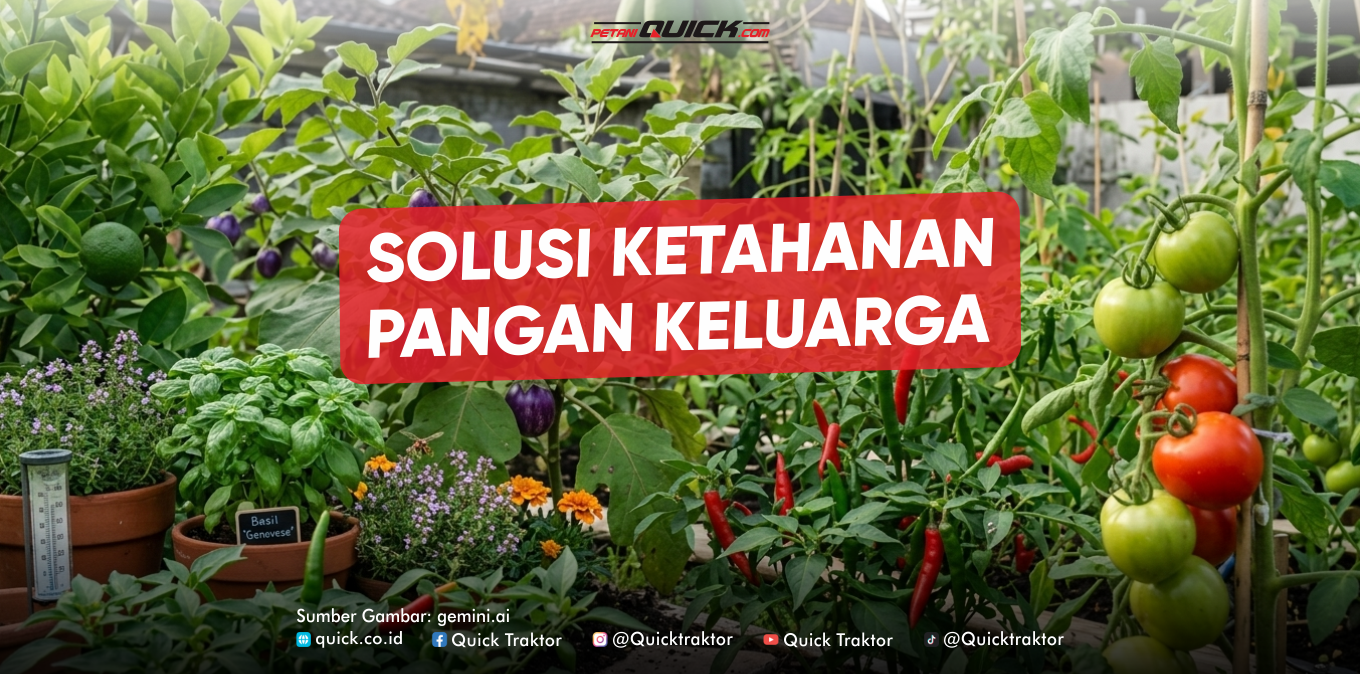 Menanam Buah Sebagai Solusi Ketahanan Pangan Keluarga
