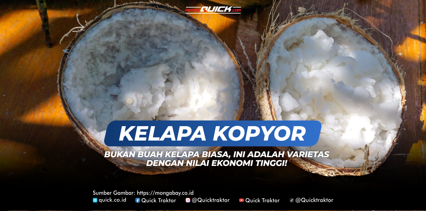 Kelapa Kopyor Bukan Buah Rusak