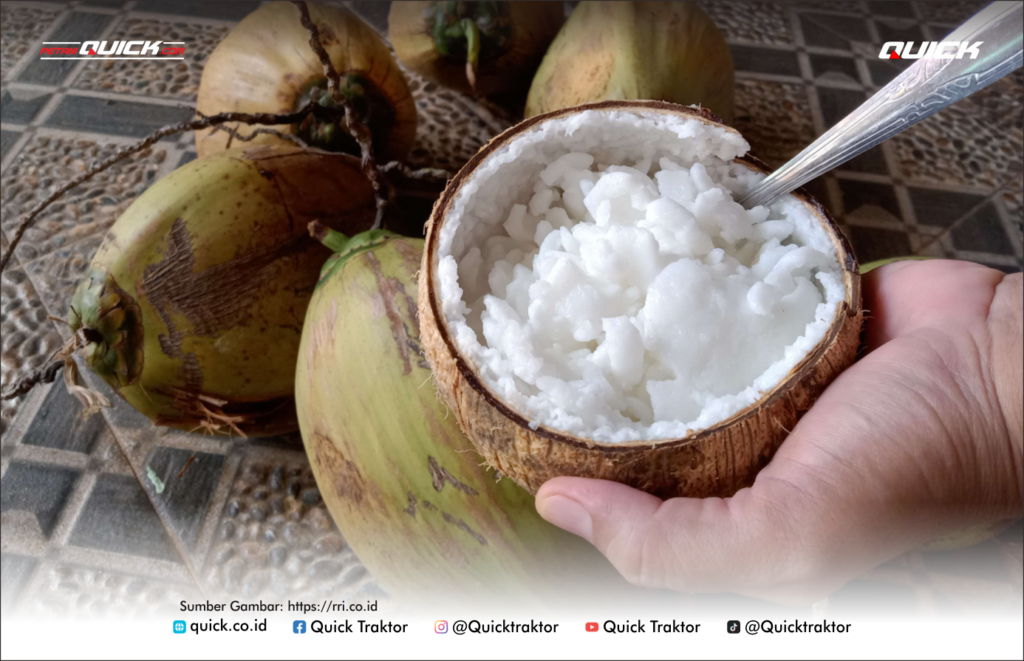 kelapa kopyor