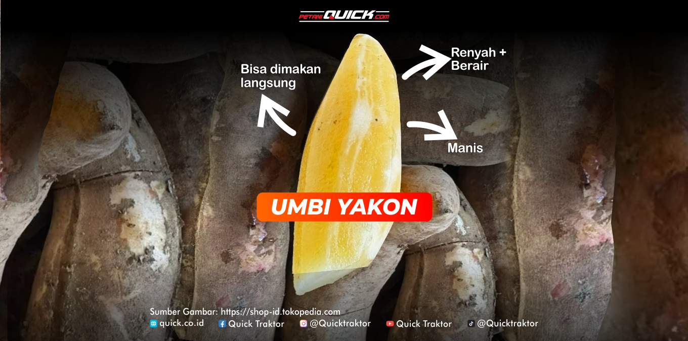 umbi yakon