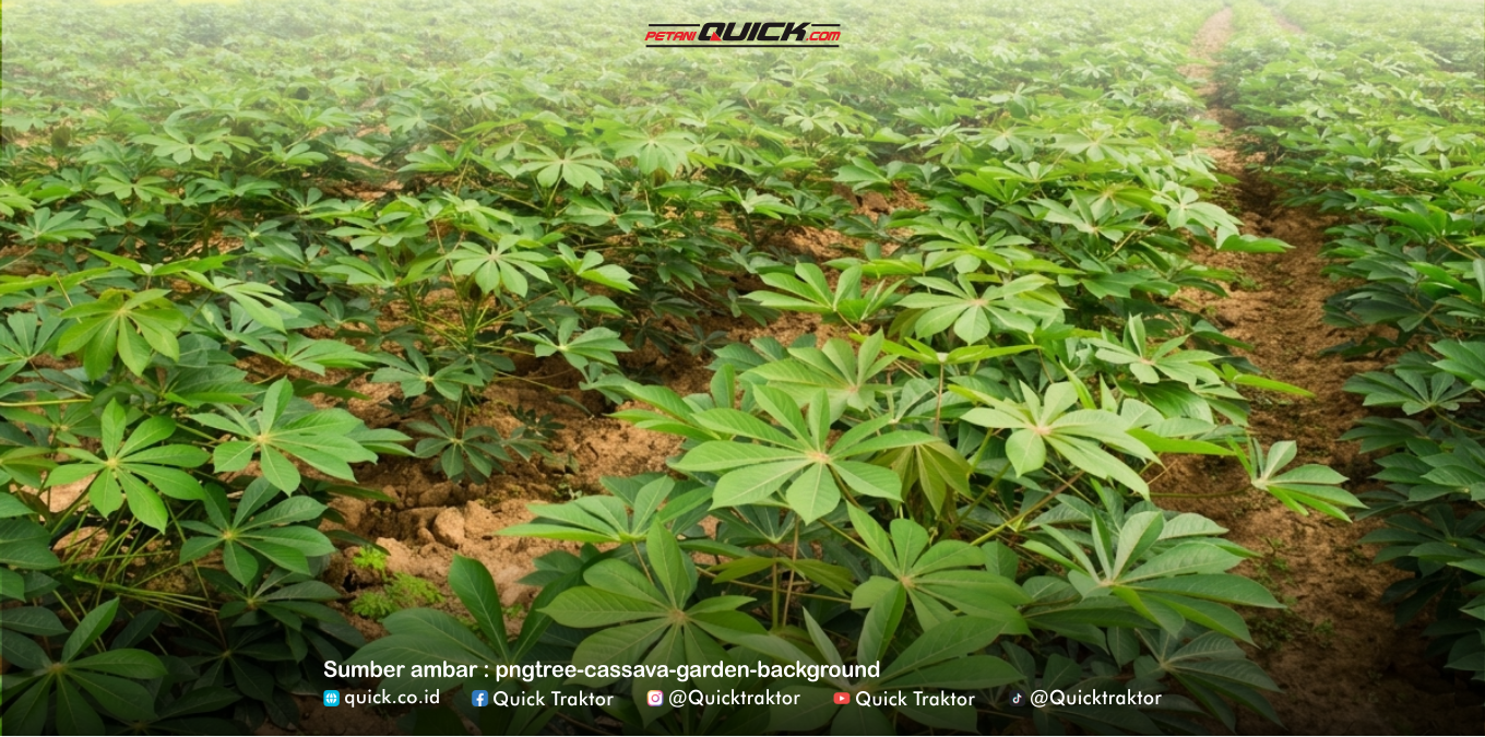 Daun Singkong Kini Jadi “Nori” Premium