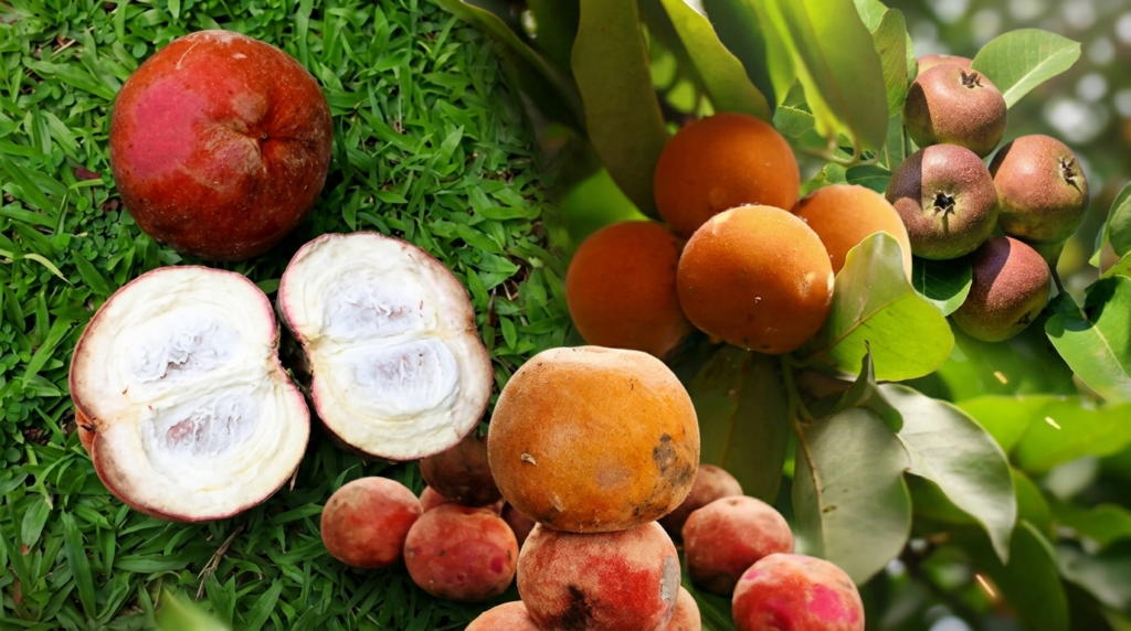 buah bisbul